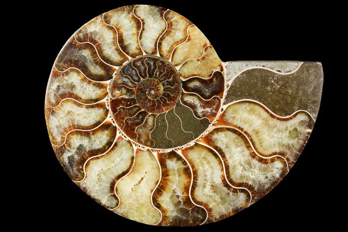 Agatized Ammonite Fossil (Half) - Madagascar #115331
